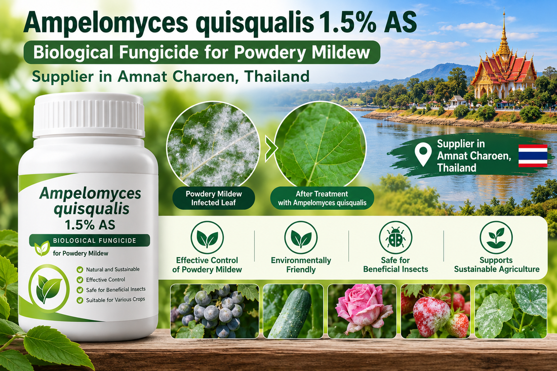 Ampelomyces quisqualis 1.5% AS Supplier in Amnat Charoen Thailand | Biological Fungicide for Powdery Mildew