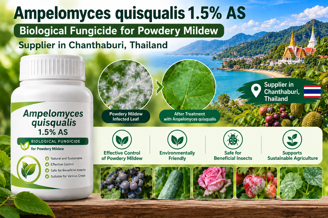 Ampelomyces quisqualis 1.5% AS Supplier in Chanthaburi Thailand | Biological Fungicide for Powdery Mildew