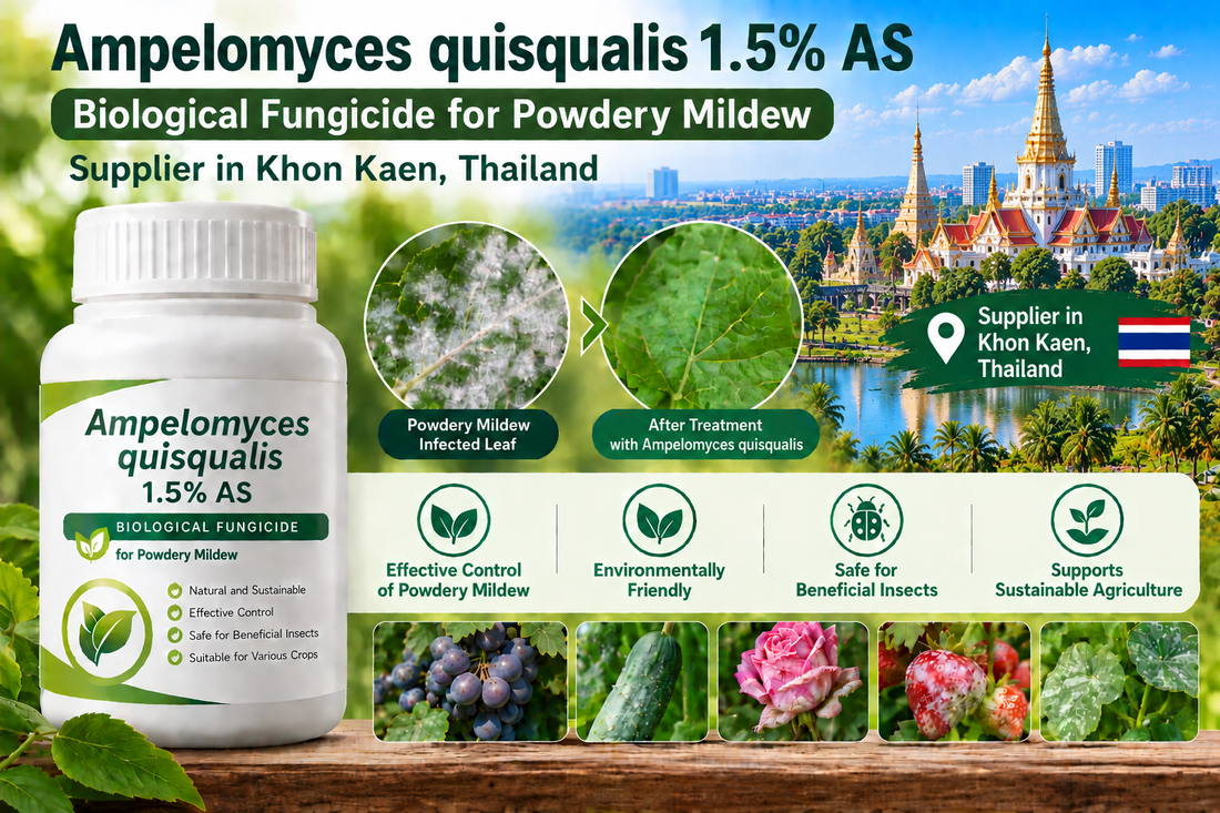 Ampelomyces quisqualis 1.5% AS Supplier in Khon Kaen Thailand | Biological Fungicide for Powdery Mildew