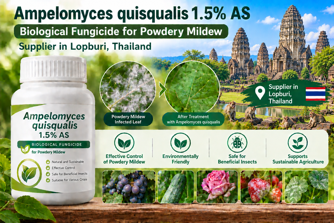 Ampelomyces quisqualis 1.5% AS Supplier in Lopburi Thailand | Biological Fungicide for Powdery Mildew