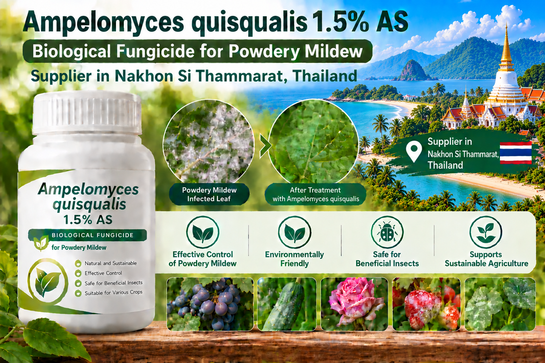 Ampelomyces quisqualis 1.5% AS Supplier in Nakhon Si Thammarat Thailand | Biological Fungicide for Powdery Mildew