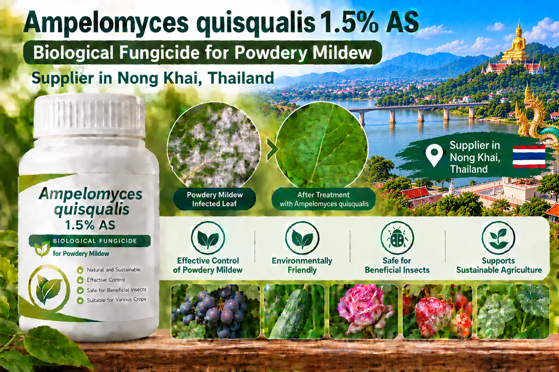 Ampelomyces quisqualis 1.5% AS Supplier in Nong Khai Thailand | Biological Fungicide for Powdery Mildew