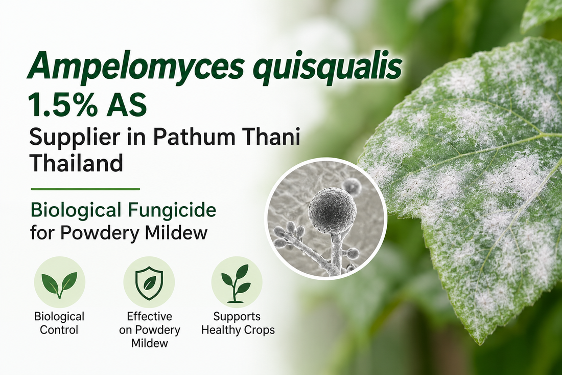 Ampelomyces quisqualis 1.5% AS Supplier in Pathum Thani Thailand | Biological Fungicide for Powdery Mildew
