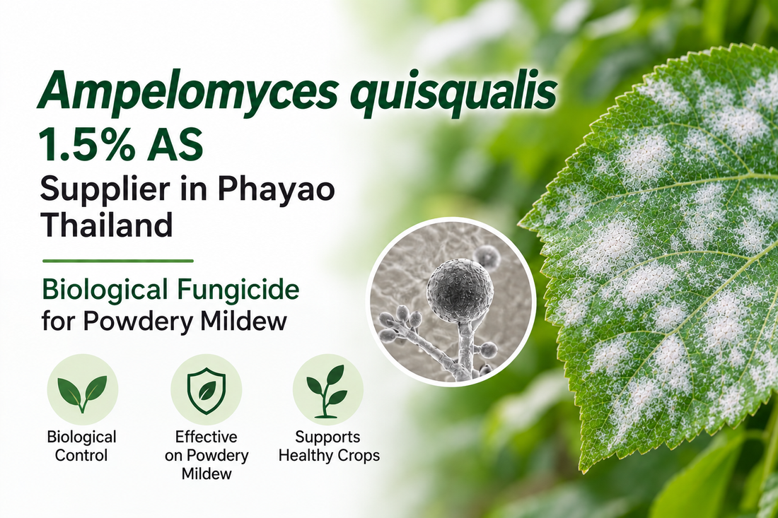 Ampelomyces quisqualis 1.5% AS Supplier in Phayao Thailand | Biological Fungicide for Powdery Mildew