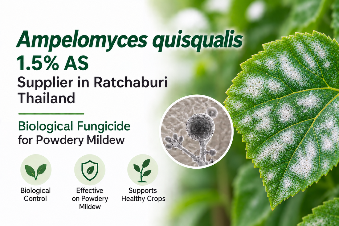 Ampelomyces quisqualis 1.5% AS Supplier in Ratchaburi Thailand | Biological Fungicide for Powdery Mildew