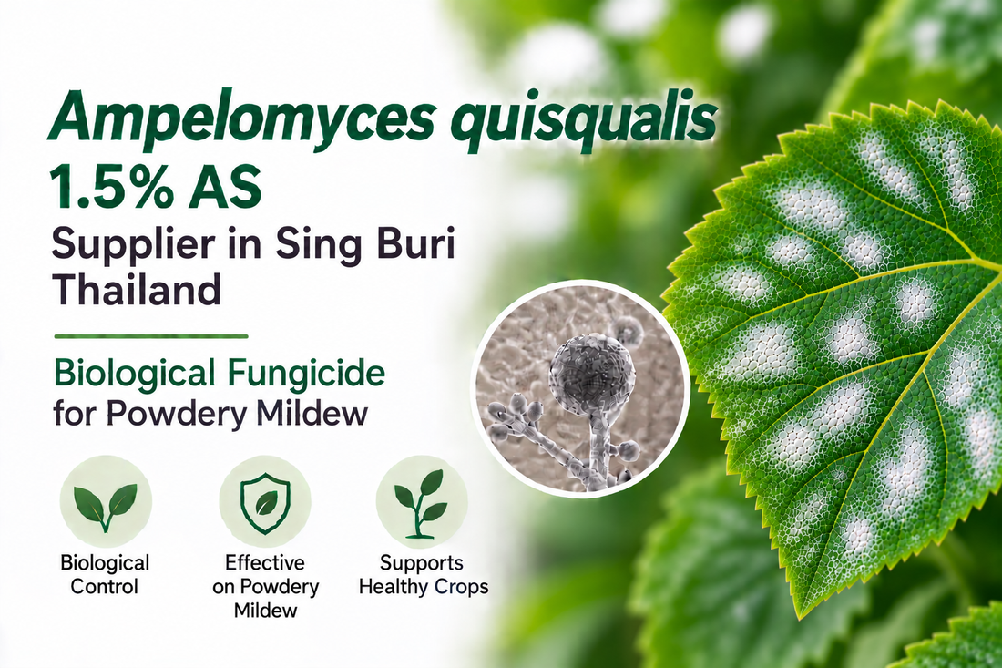 Ampelomyces quisqualis 1.5% AS Supplier in Sing Buri Thailand | Biological Fungicide for Powdery Mildew