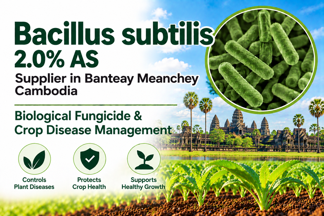 Bacillus subtilis 2.0% AS Supplier in Banteay Meanchey Cambodia | Biological Fungicide & Crop Disease Management
