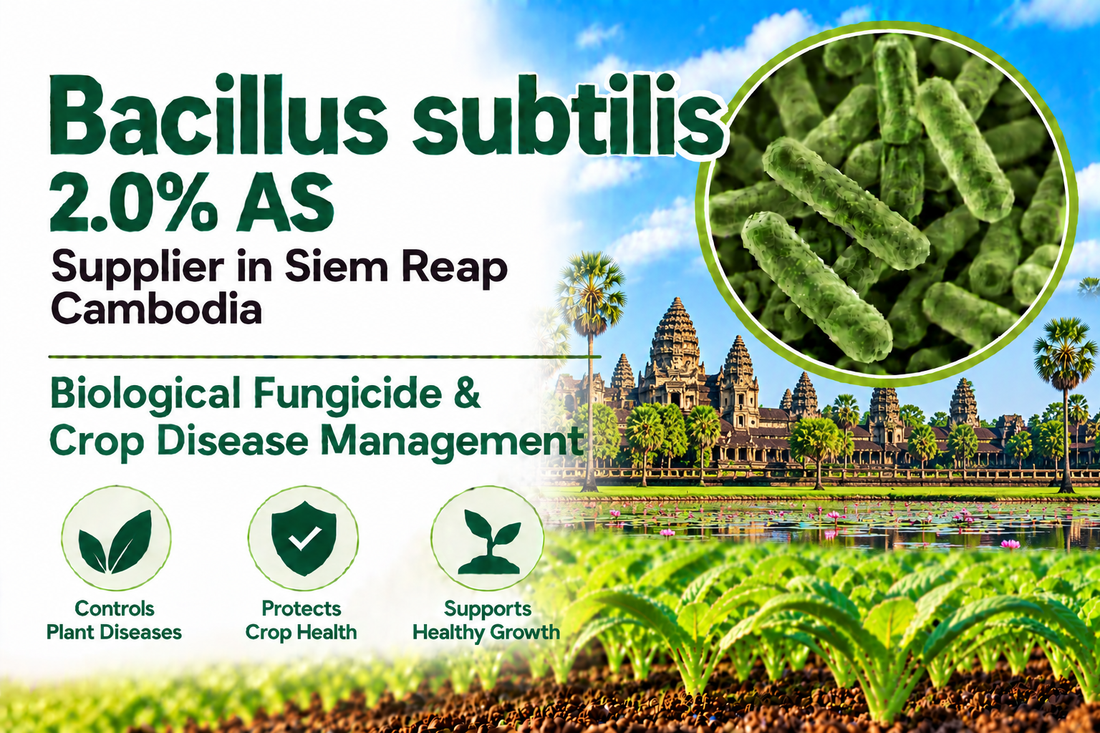 Bacillus subtilis 2.0% AS Supplier in Siem Reap Cambodia | Biological Fungicide & Crop Disease Management