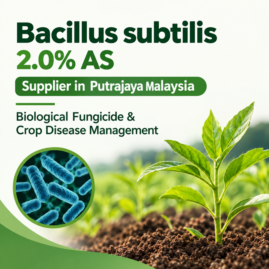 Bacillus subtilis 2.0% AS Supplier in Putrajaya Malaysia | Biological Fungicide & Crop Disease Management