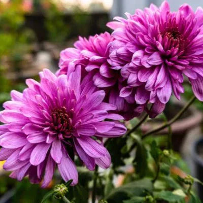 Trichoderma Pseudomonas Bacillus for Chrysanthemum