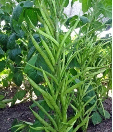 Trichoderma Pseudomonas Bacillus for Cluster Bean