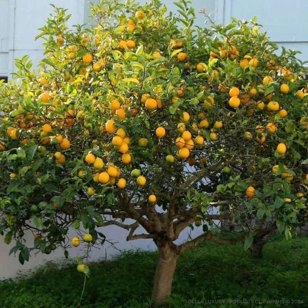 Why Citrus Farmers Should Use Streptomyces Lydicus