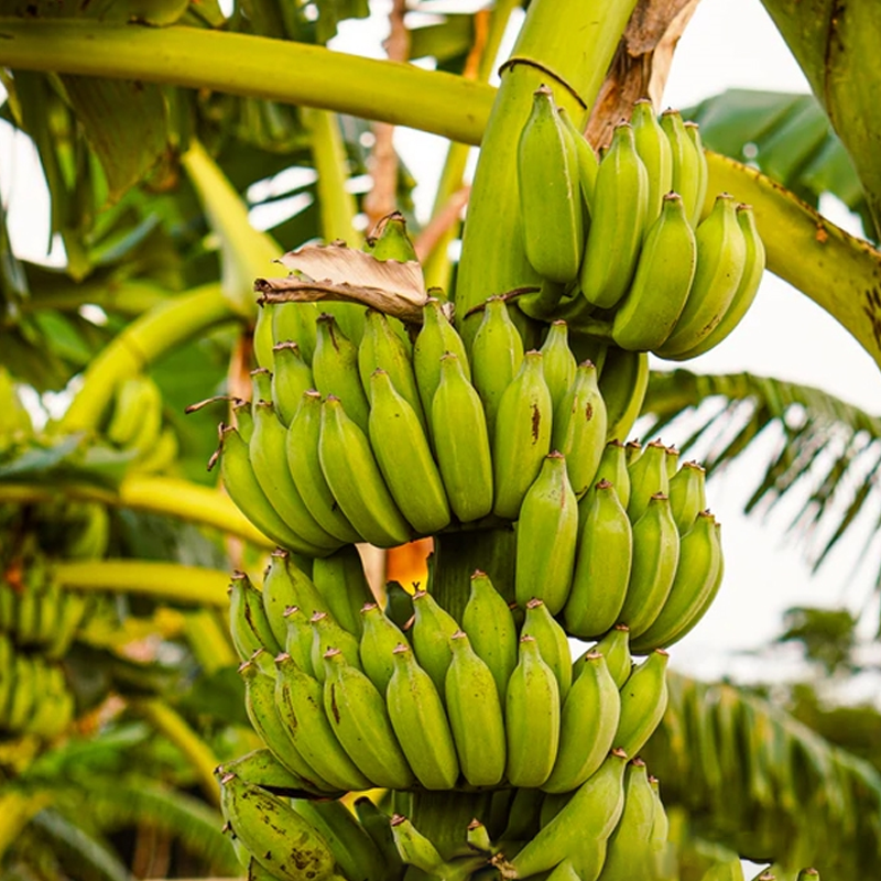 Living Biofungicide for Banana