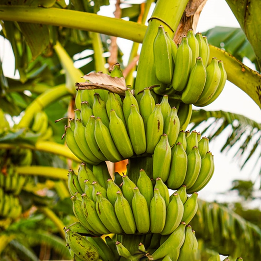 Living Biofungicide for Banana