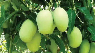 Trichoderma Pseudomonas Bacillus for Mango