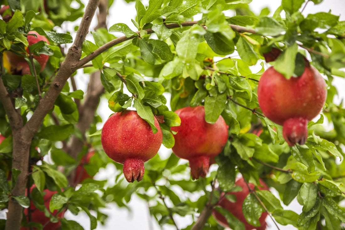 Buy Streptomyces Lydicus for Pomegranate Online