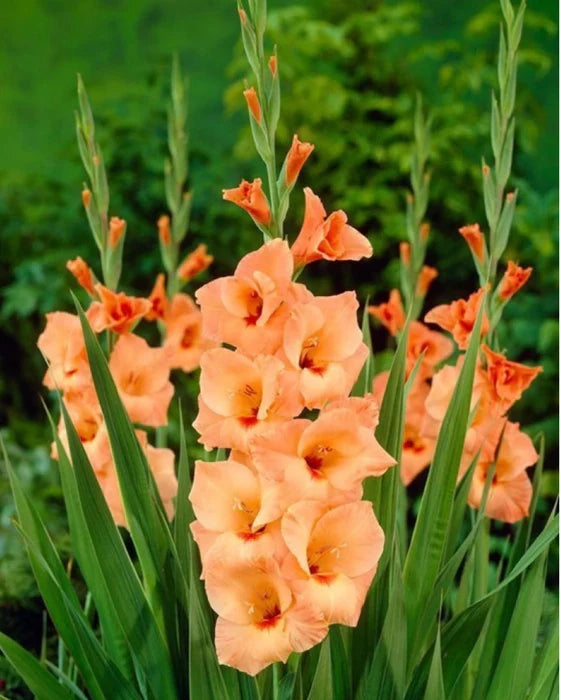 Trichoderma Pseudomonas Bacillus for Gladiolus
