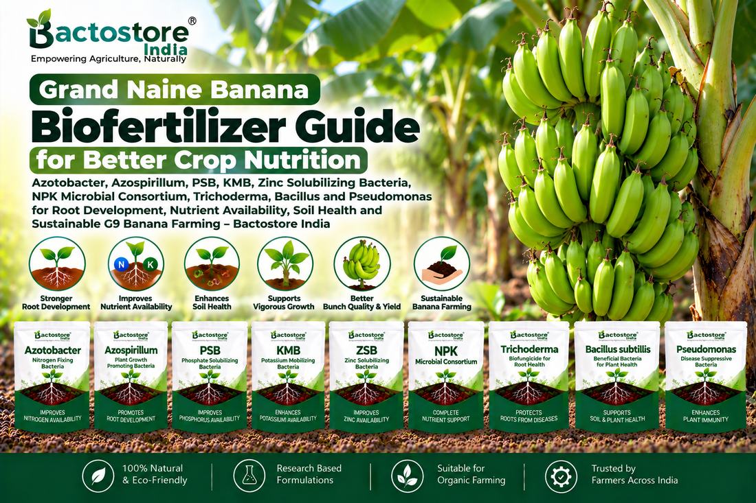 Grand Naine Banana Biofertilizer Guide for Better Crop Nutrition | Azotobacter, Azospirillum, PSB, KMB, Zinc Solubilizing Bacteria, NPK Microbial Consortium, Trichoderma, Bacillus and Pseudomonas for Root Development, Nutrient Availability