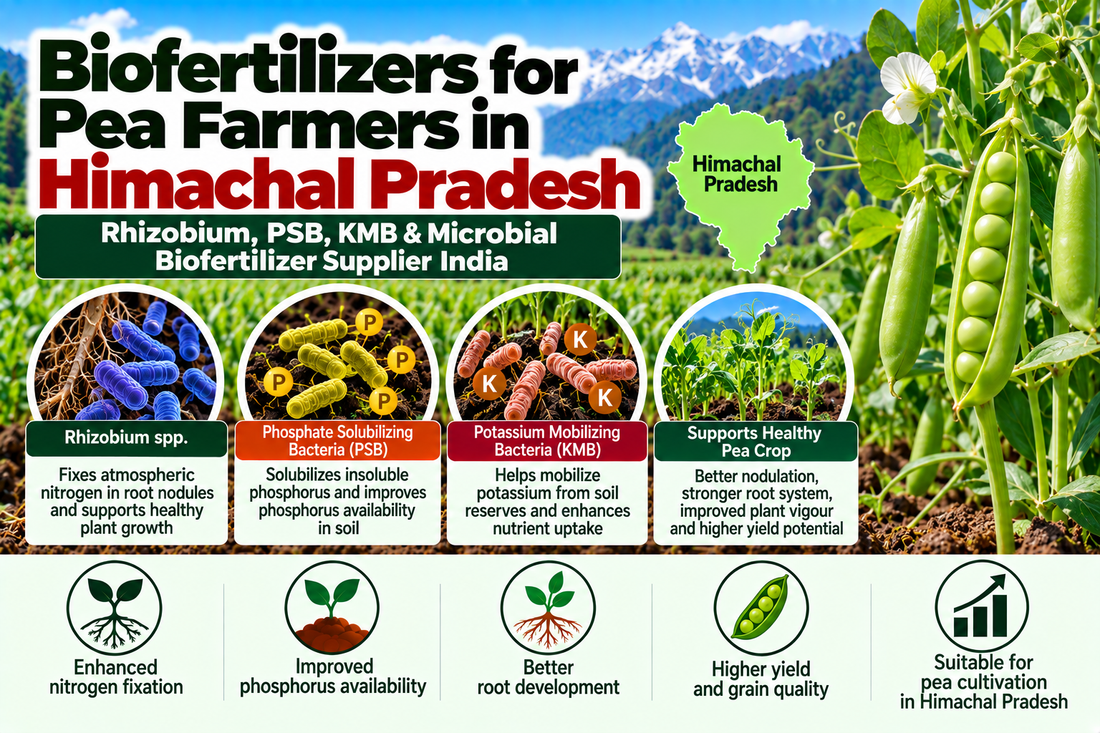 Biofertilizers for Pea Farmers in Himachal Pradesh | Rhizobium, PSB, KMB & Microbial Biofertilizer Supplier India