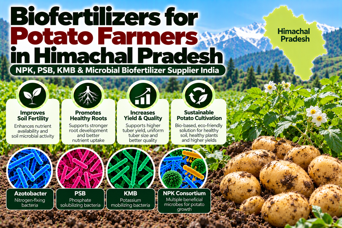Biofertilizers for Potato Farmers in Himachal Pradesh | NPK, PSB, KMB & Microbial Biofertilizer Supplier India