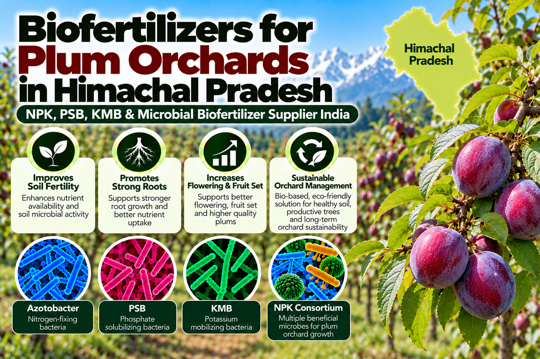 Biofertilizers for Plum Orchards in Himachal Pradesh | NPK, PSB, KMB & Microbial Biofertilizer Supplier India