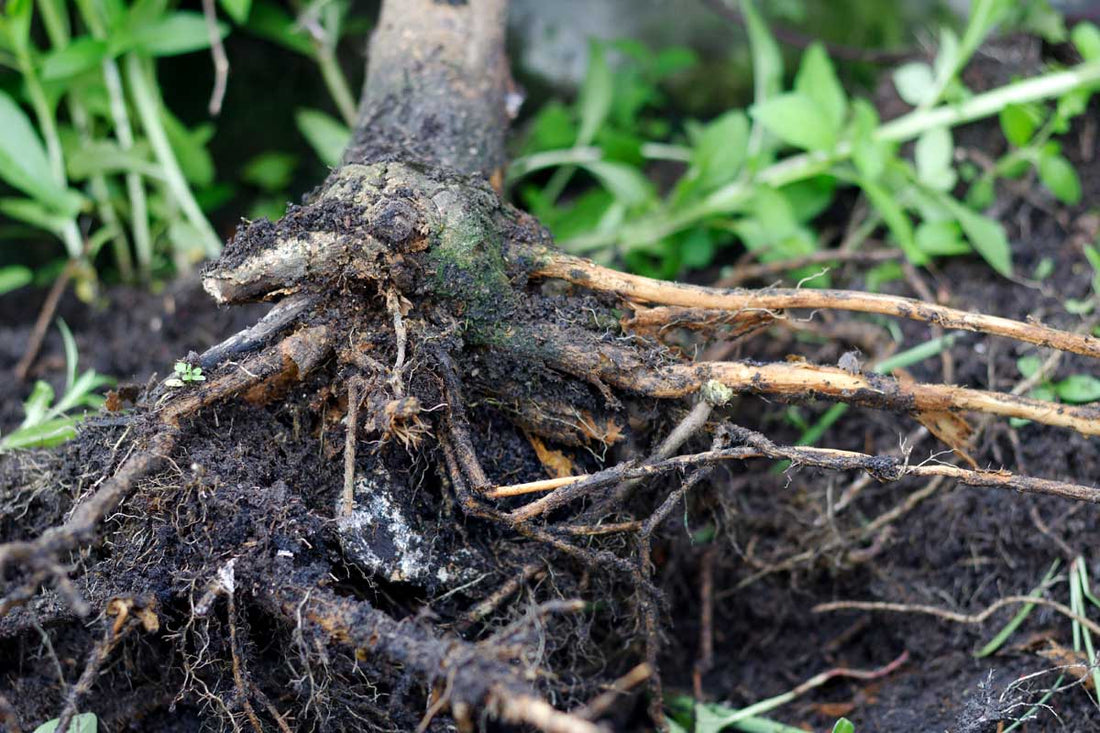 Streptomyces Lydicus for Mango Root Rot