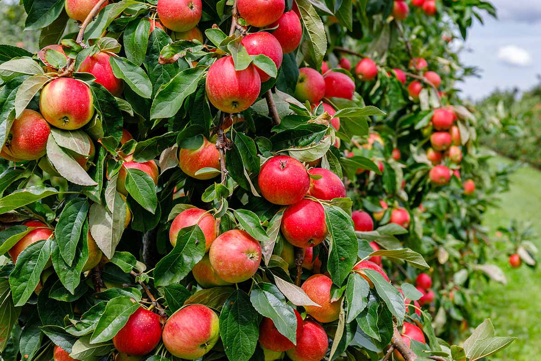 Streptomyces Lydicus for Apple Root Diseases