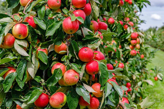 Streptomyces Lydicus for Apple Root Diseases