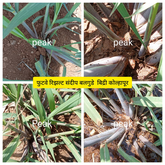 Sandip Balgude Bidri Kolhapur NPKC5X Result for Tillers