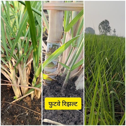 Tiller result in sugarcane