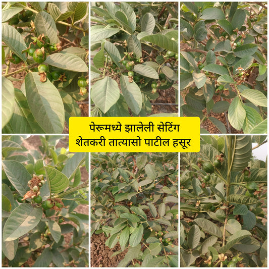 Guava Fruit Setting Tatyaso Patil Hasur Result
