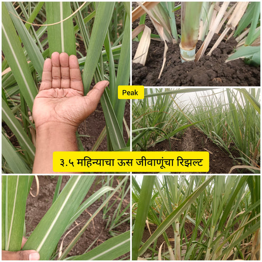 Sugarcane Result
