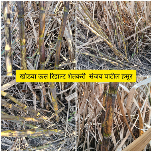 Sugarcane result Sanjay Patil Hasur