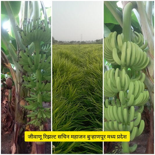 Banana result sachin mahajan