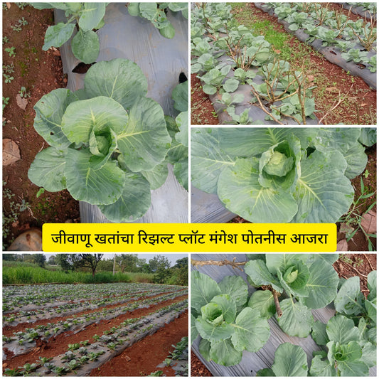 Cabbage Result Mangesh Potnis Plot