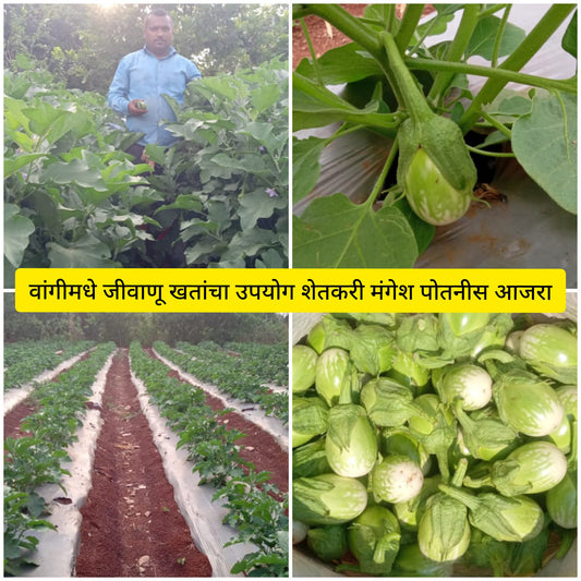 Brinjal Results