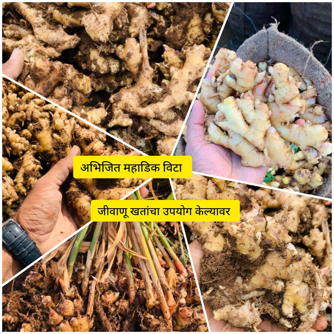 Ginger result abhijit mahadik