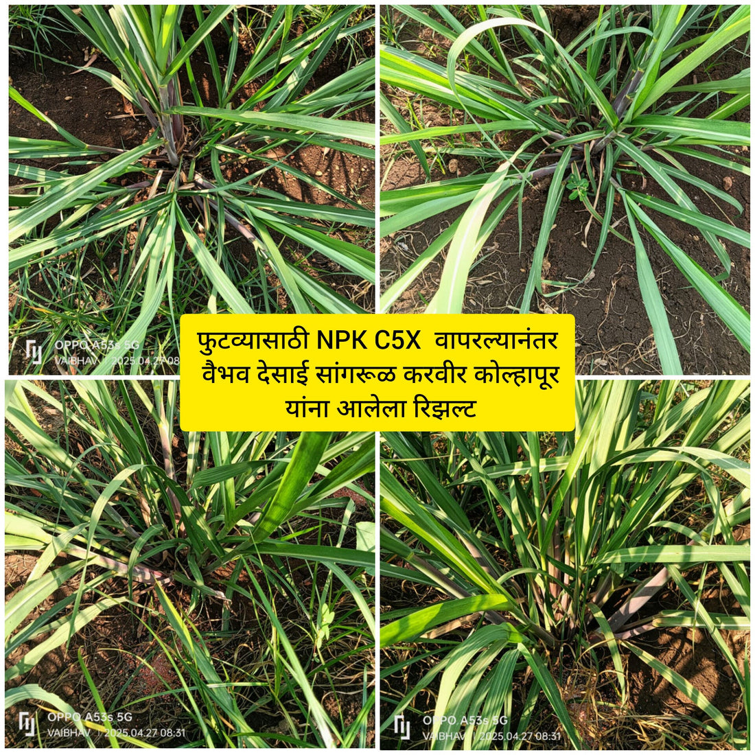 Sugarcane result Vaibhav Desai