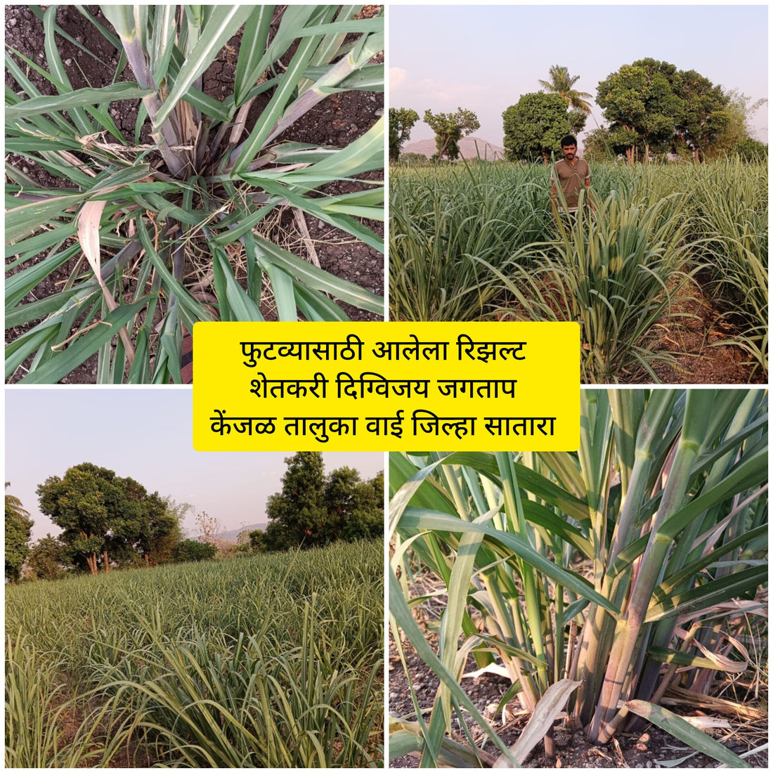 sugarcane result digvijay jagtap