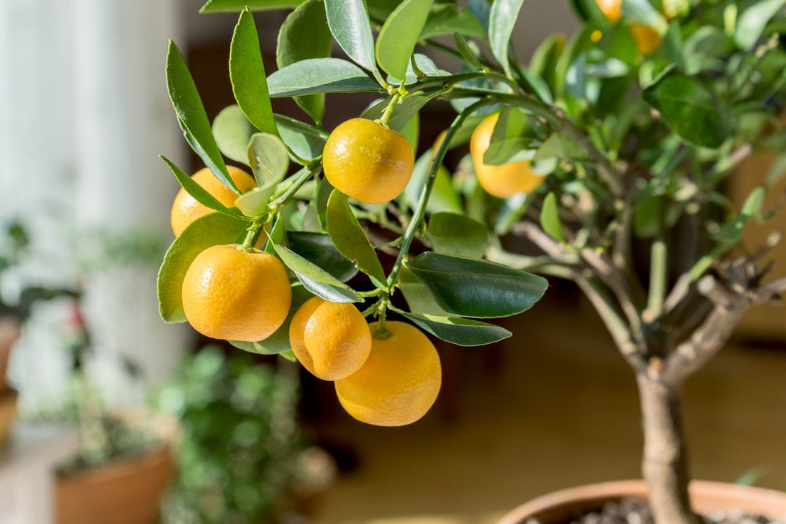 Streptomyces Lydicus for Citrus Disease Prevention