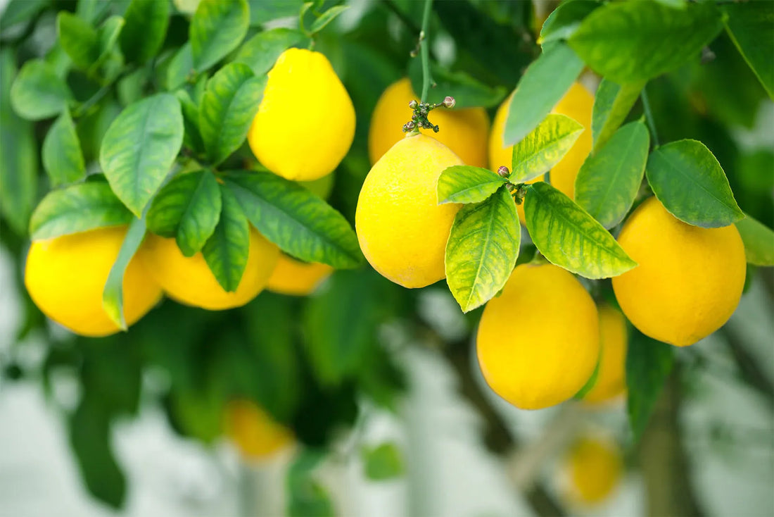 Streptomyces Lydicus for Citrus Transplant Success