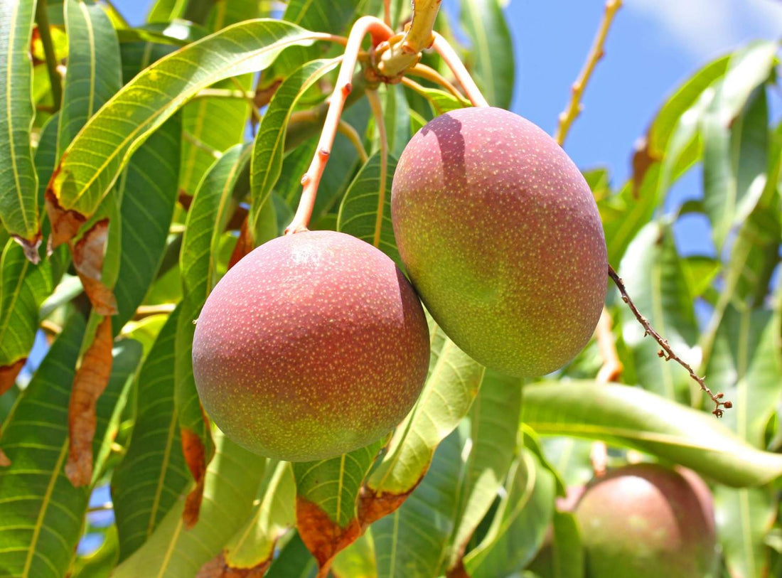 Streptomyces Lydicus After Harvest in Mango