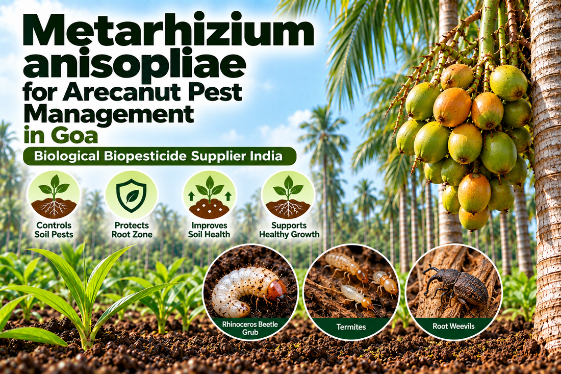 Metarhizium anisopliae for Arecanut Pest Management in Goa | Biological Biopesticide Supplier India