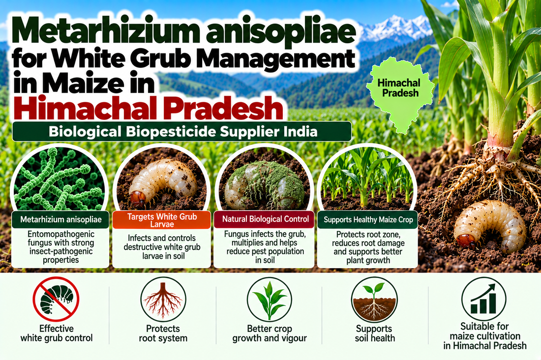 Metarhizium anisopliae for White Grub Management in Maize in Himachal Pradesh | Biological Biopesticide Supplier India
