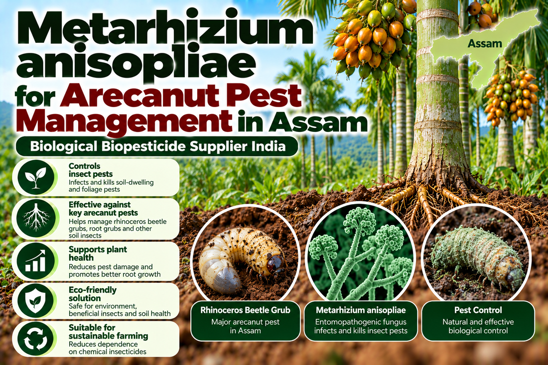 Metarhizium anisopliae for Arecanut Pest Management in Assam | Biological Biopesticide Supplier India