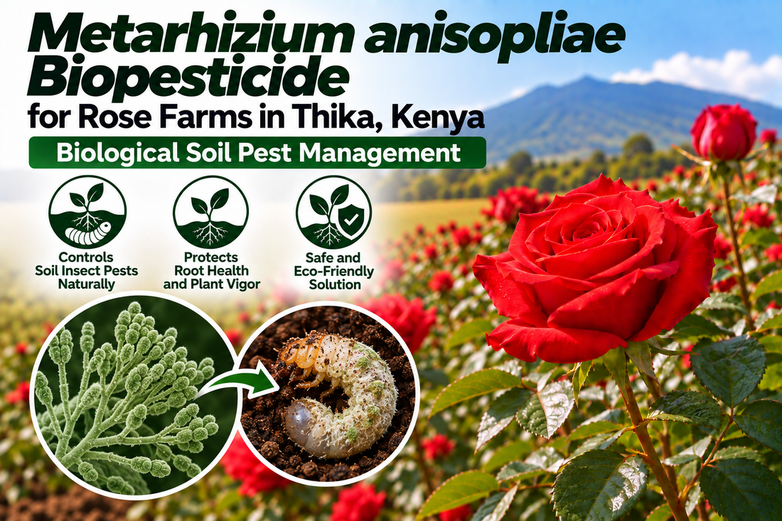 Metarhizium anisopliae Biopesticide for Rose Farms in Thika, Kenya | Biological Soil Pest Management | Peak Laboratories India