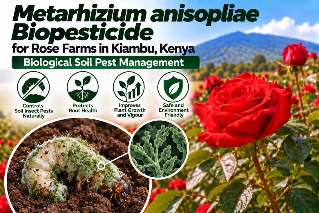 Metarhizium anisopliae Biopesticide for Rose Farms in Kiambu, Kenya | Biological Soil Pest Management | Peak Laboratories India