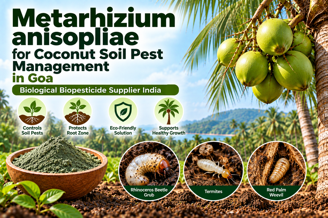 Metarhizium anisopliae for Coconut Soil Pest Management in Goa | Biological Biopesticide Supplier India