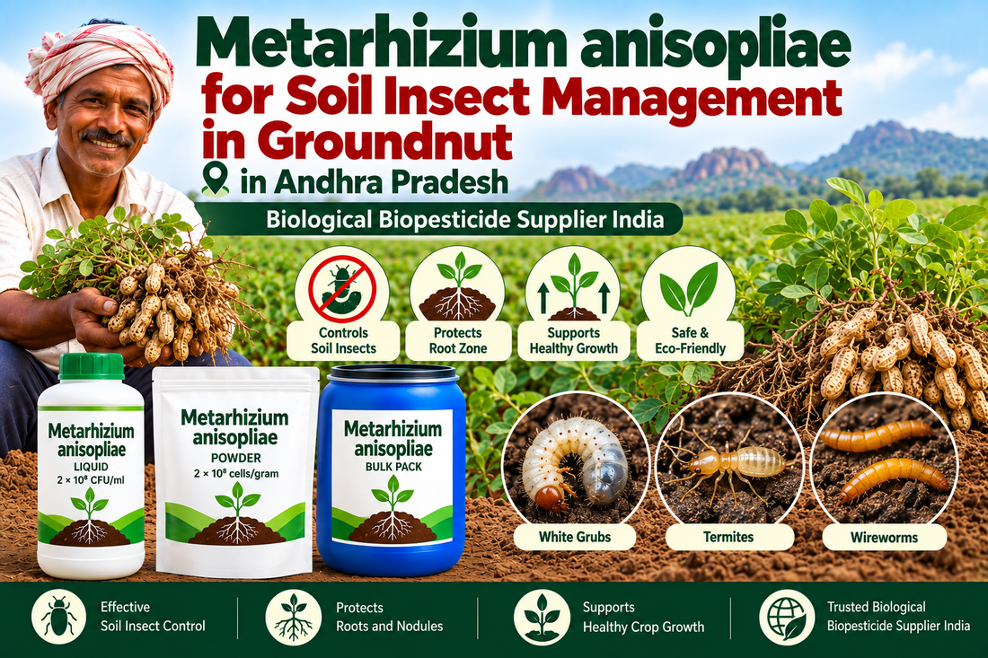 Metarhizium anisopliae for Soil Insect Management in Groundnut | Biological Biopesticide Supplier India