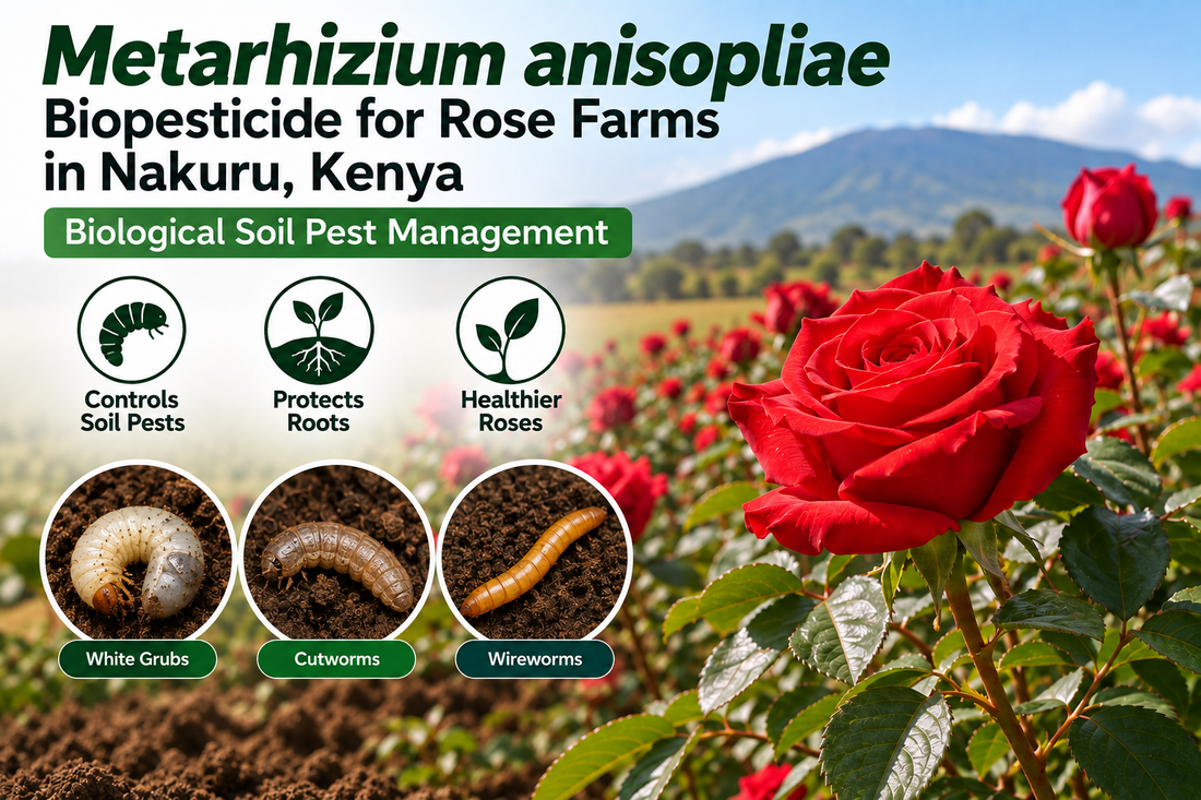 Metarhizium anisopliae Biopesticide for Rose Farms in Nakuru, Kenya | Biological Soil Pest Management | Peak Laboratories India
